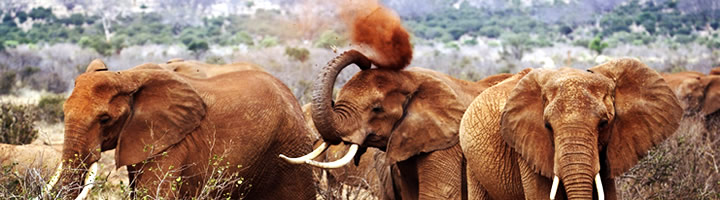 Tsavu National Park Kenya