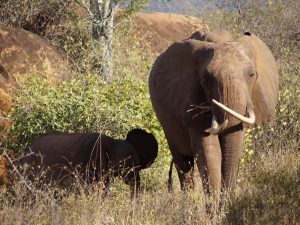 Elefantenmutter mit Kind - Safarifoto
